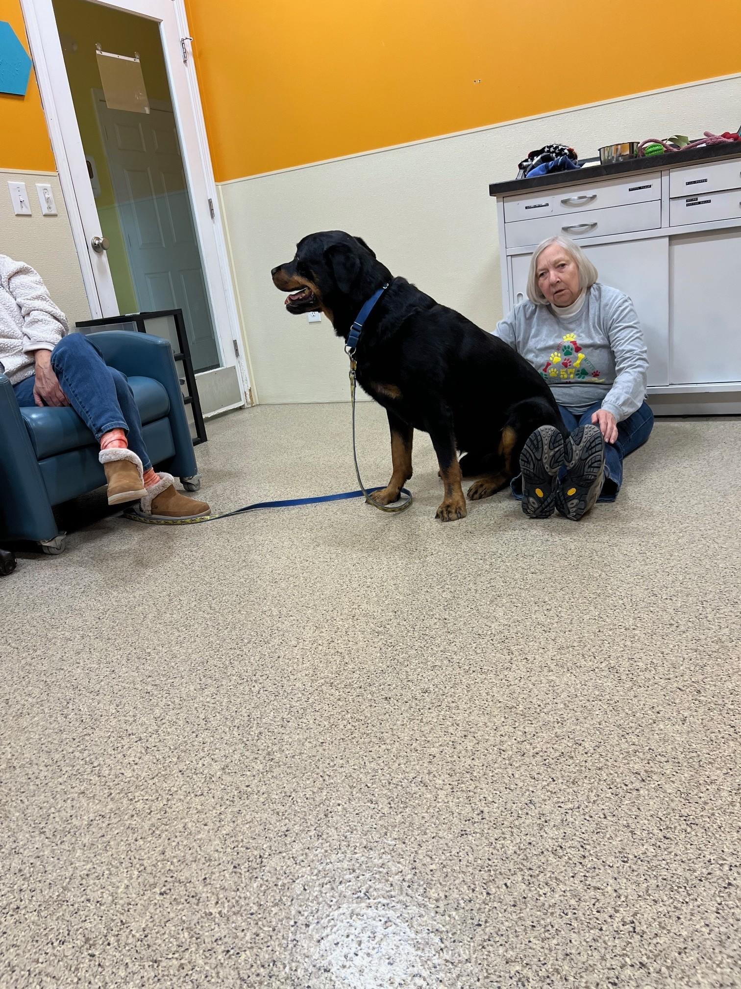 Enlarge Carl, a Adopted Rottweiler in Lincoln, NE image 4/4