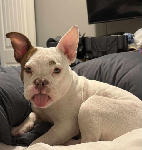 Enlarge Beans, an adopted mixed breed in Wilmington, NC image 1/5