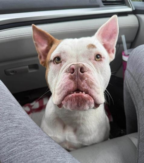 Enlarge Beans, an adopted mixed breed in Wilmington, NC image 2/5