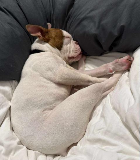 Enlarge Beans, an adopted mixed breed in Wilmington, NC image 3/5