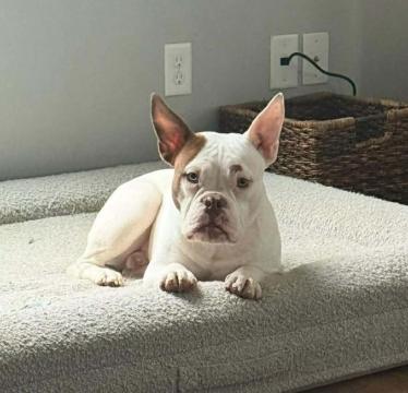 Enlarge Beans, an adopted mixed breed in Wilmington, NC image 4/5