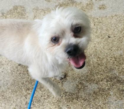 Enlarge Issy, a Adoptable mixed breed in Munster, IN image 1/2