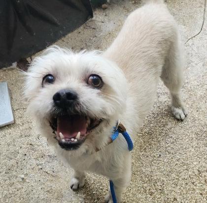 Enlarge Issy, a Adoptable mixed breed in Munster, IN image 2/2