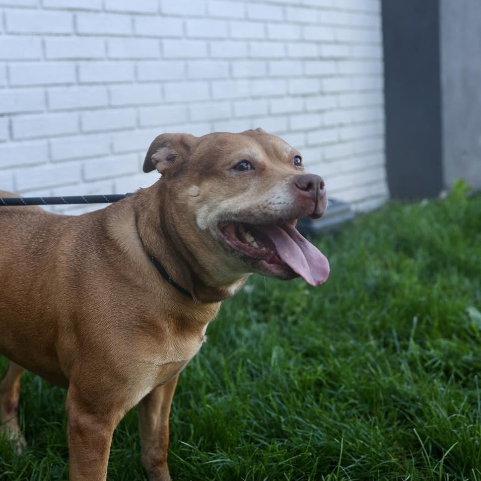 Ivy, Adoptable, Senior Female Pit Bull Terrier.