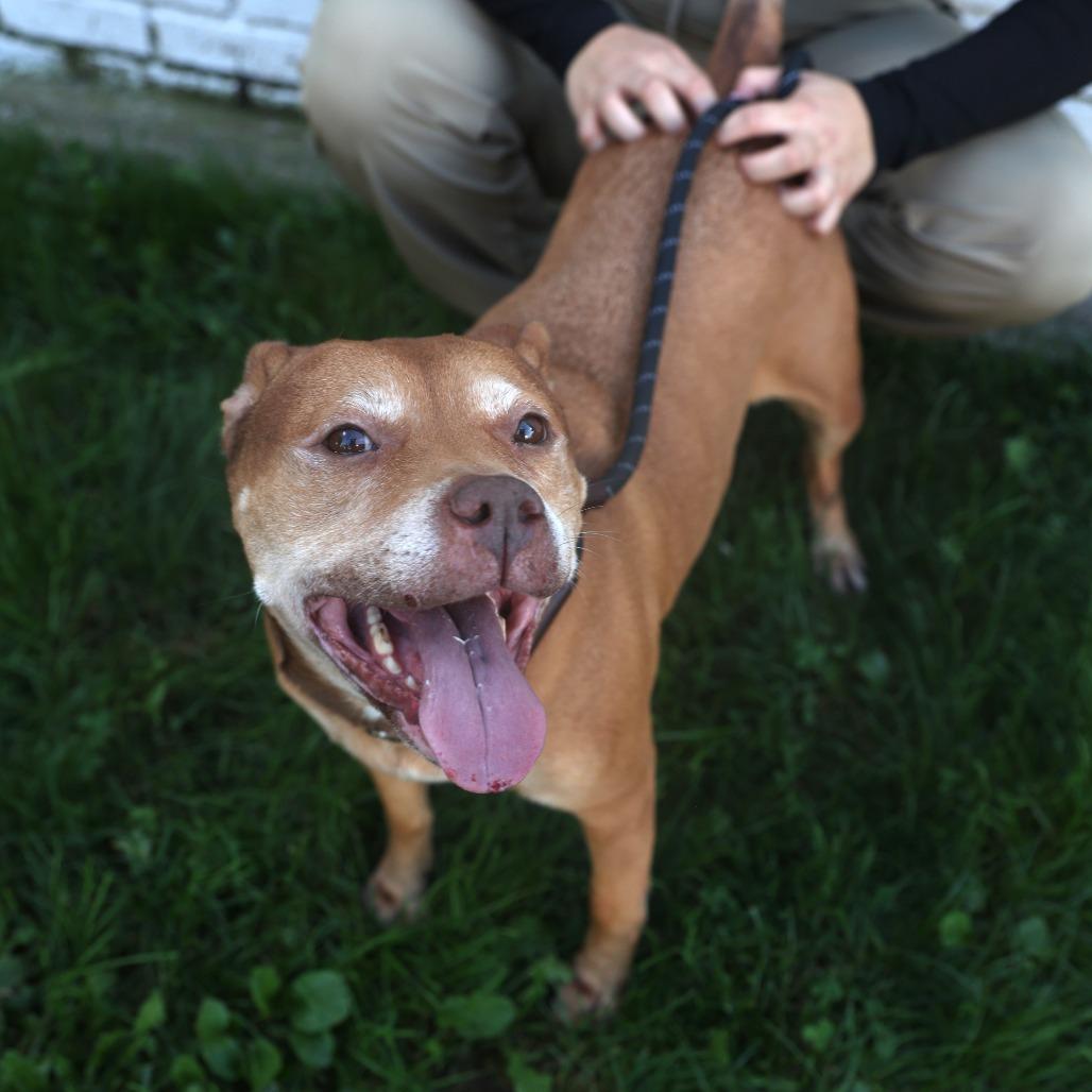 Enlarge Ivy, a Adoptable Pit Bull Terrier in Newark, NJ image 2/3