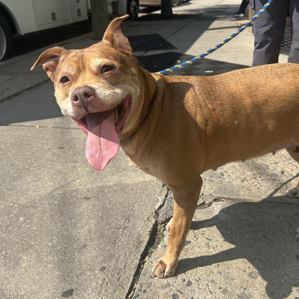 Enlarge Ivy, a Adoptable Pit Bull Terrier in Newark, NJ image 3/3