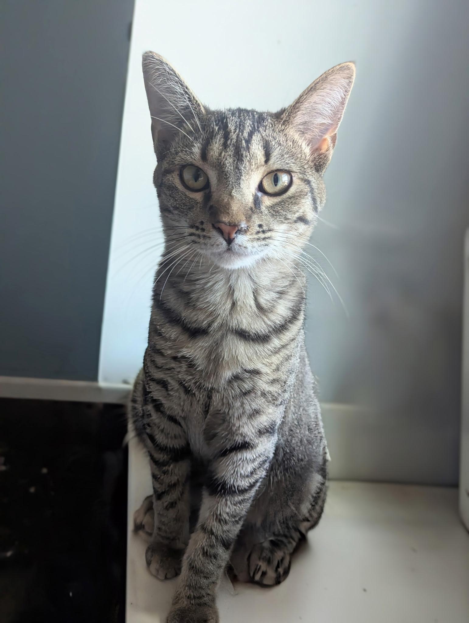 Enlarge Freckles, a Adoptable Domestic Short Hair in Jeffersonville, IN image 1/5