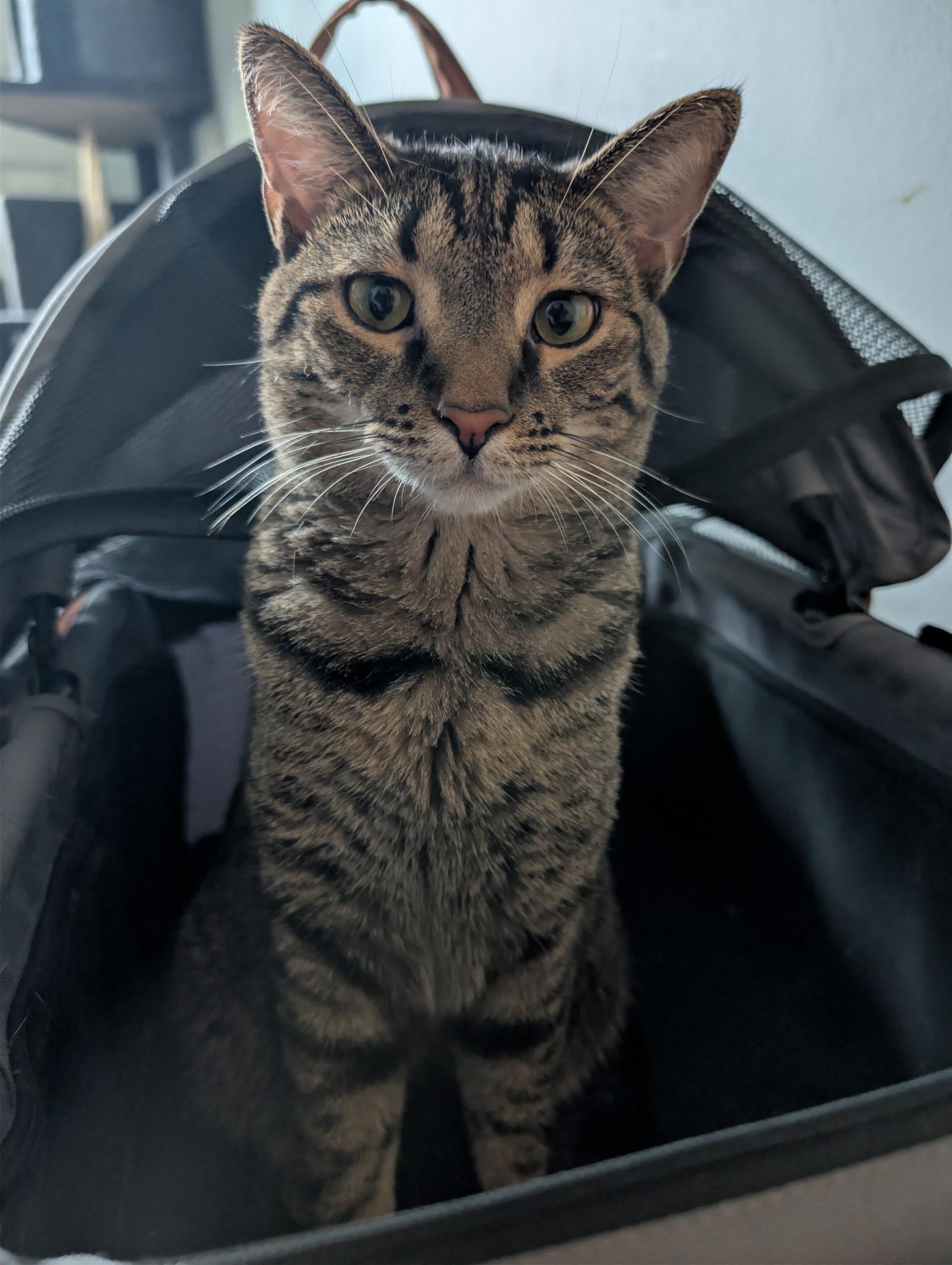Freckles, Adoptable, Young Female Domestic Short Hair.