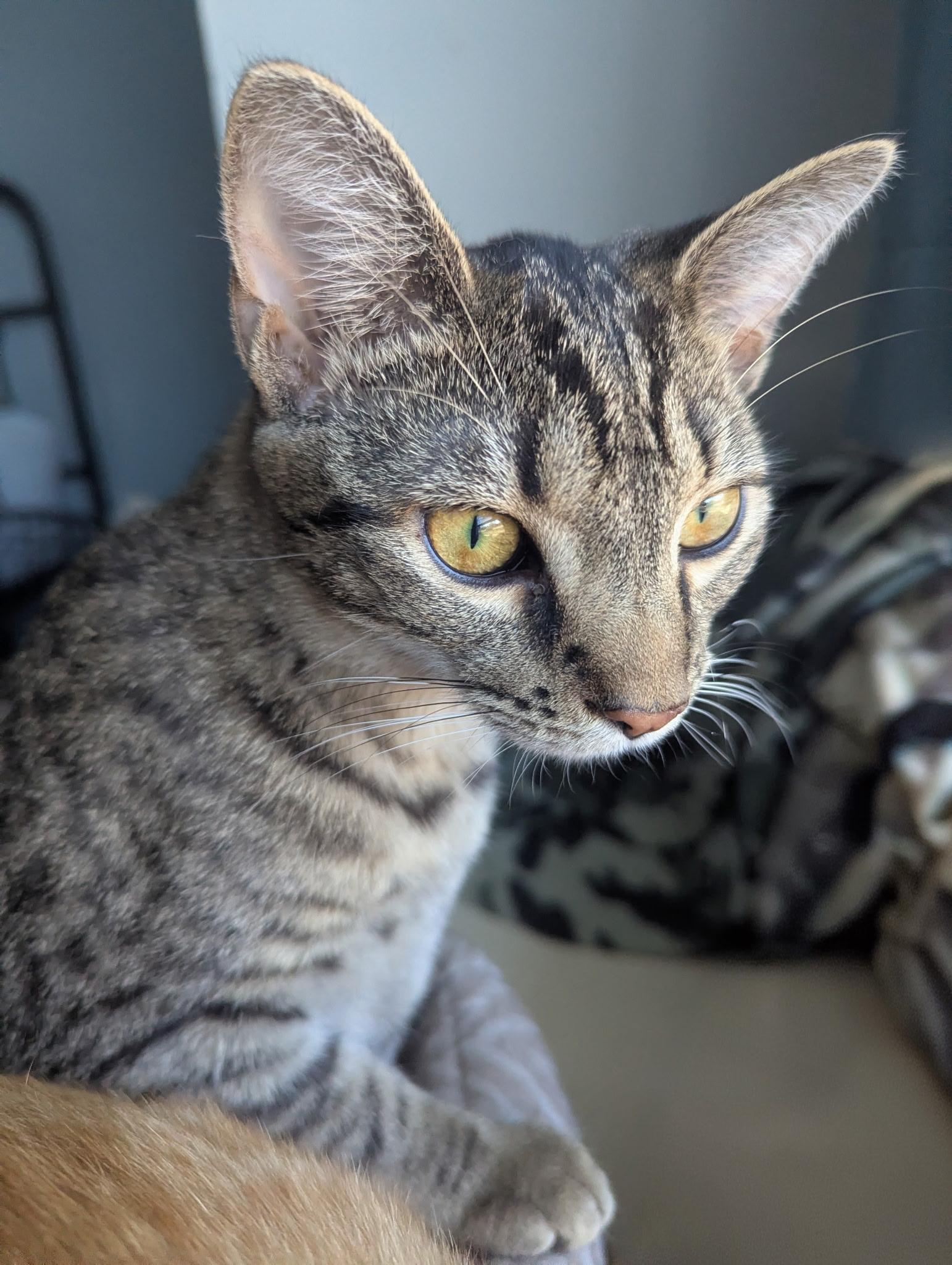 Enlarge Freckles, a Adoptable Domestic Short Hair in Jeffersonville, IN image 2/5