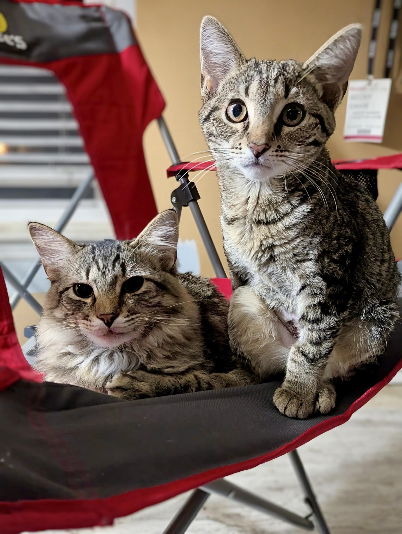 Freckles, a Adoptable Domestic Short Hair in Jeffersonville, IN image 4/5