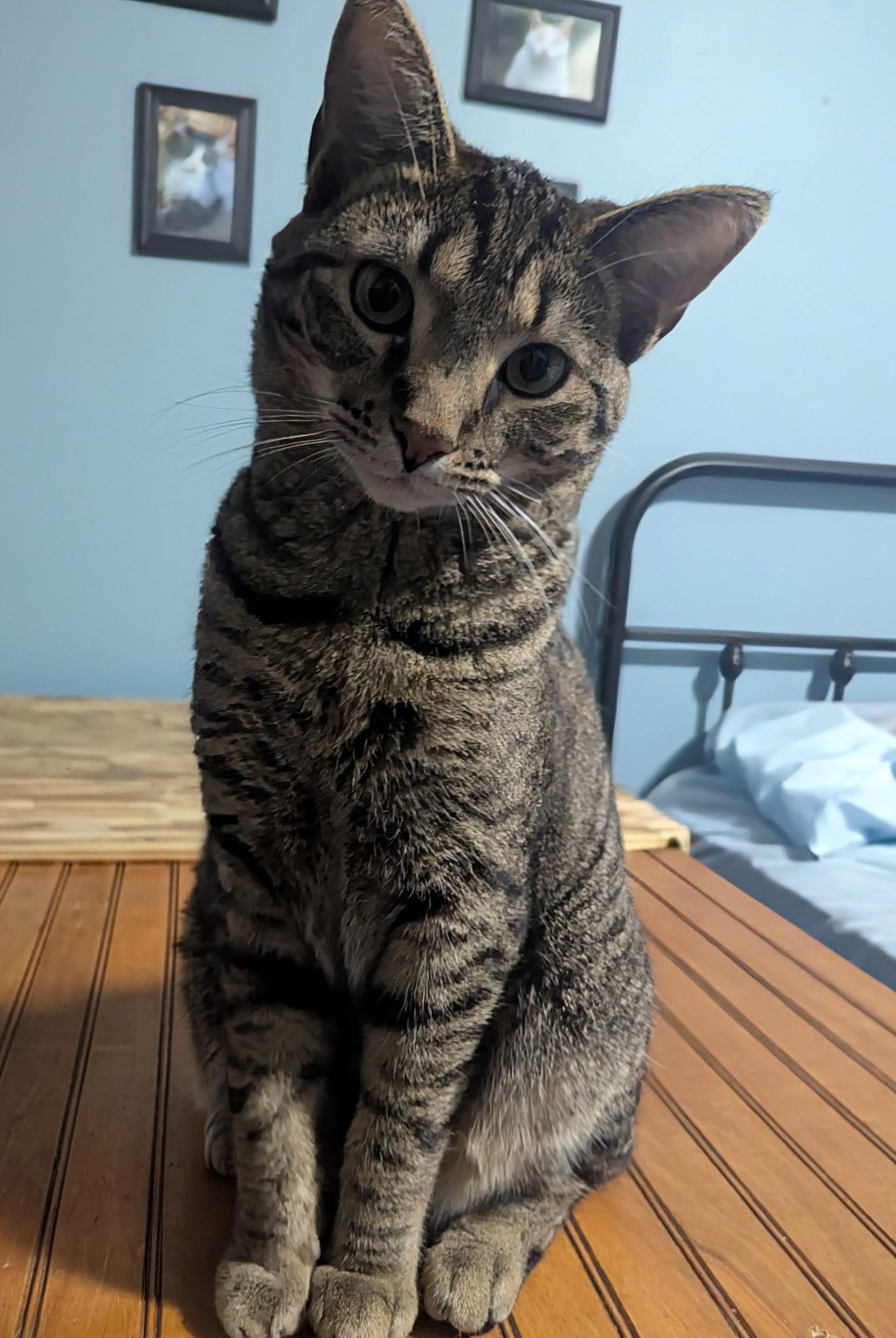 Freckles, a Adoptable Domestic Short Hair in Jeffersonville, IN image 4/4