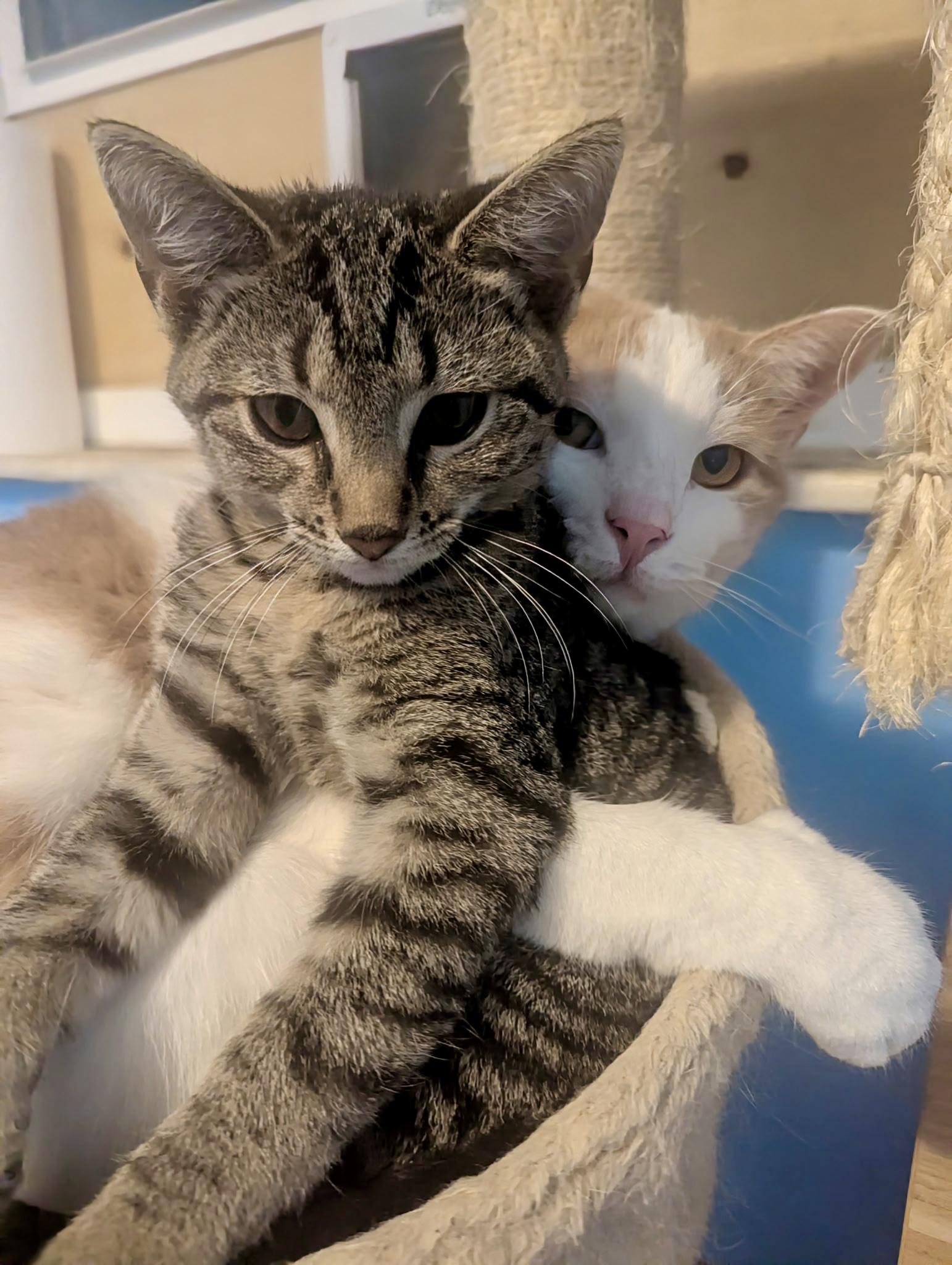 Freckles, a Adoptable Domestic Short Hair in Jeffersonville, IN image 5/5