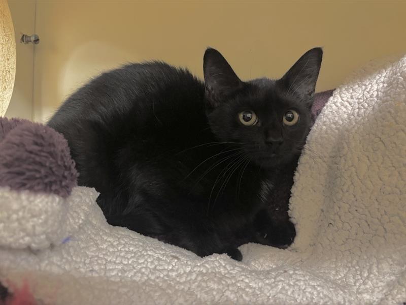 Enlarge Olive, a Adoptable Domestic Short Hair in Prince Frederick, MD image 1/1