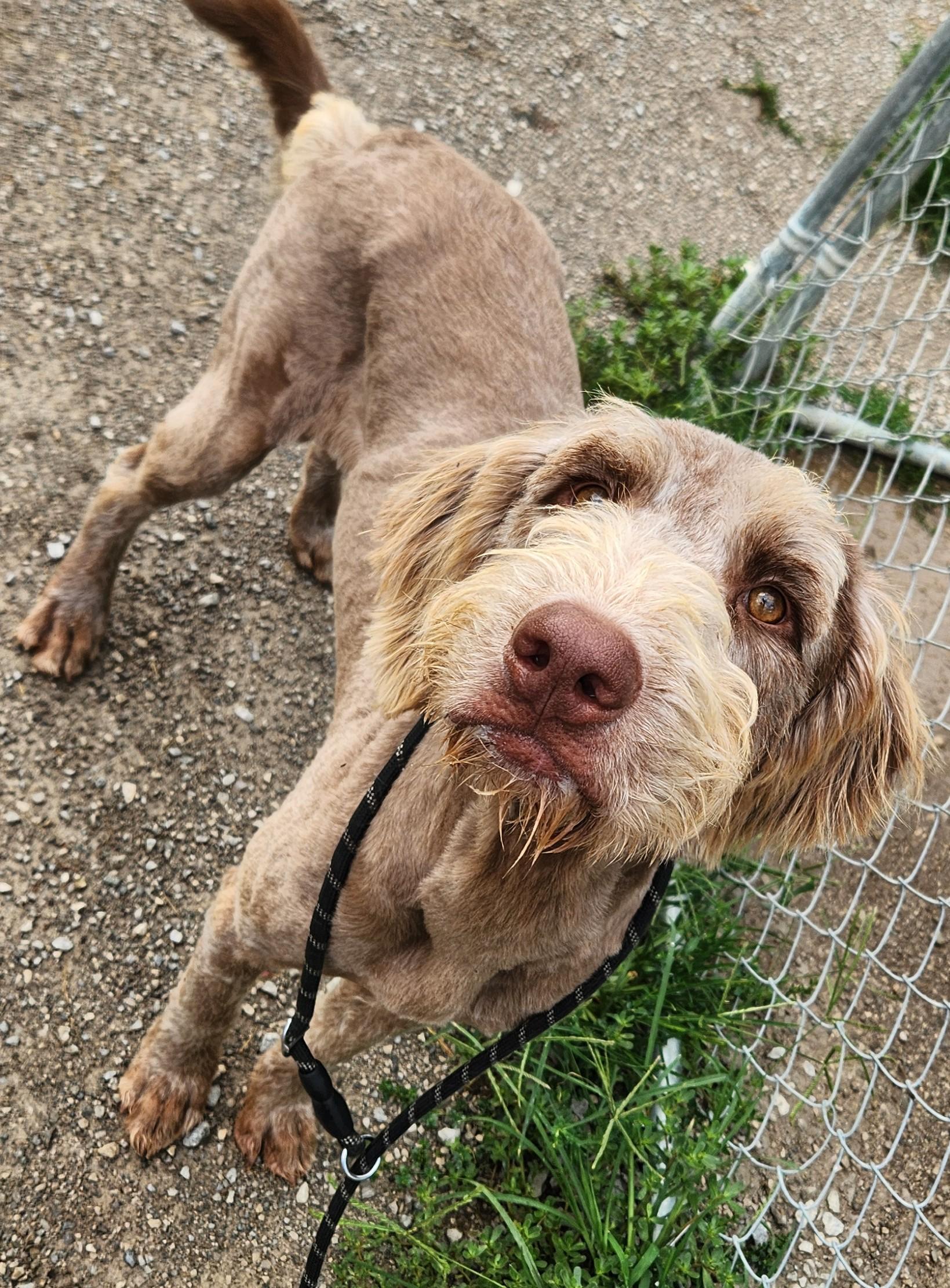 Lasso, an adoptable Goldendoodle in Berea, KY, 40403 | Photo Image 2