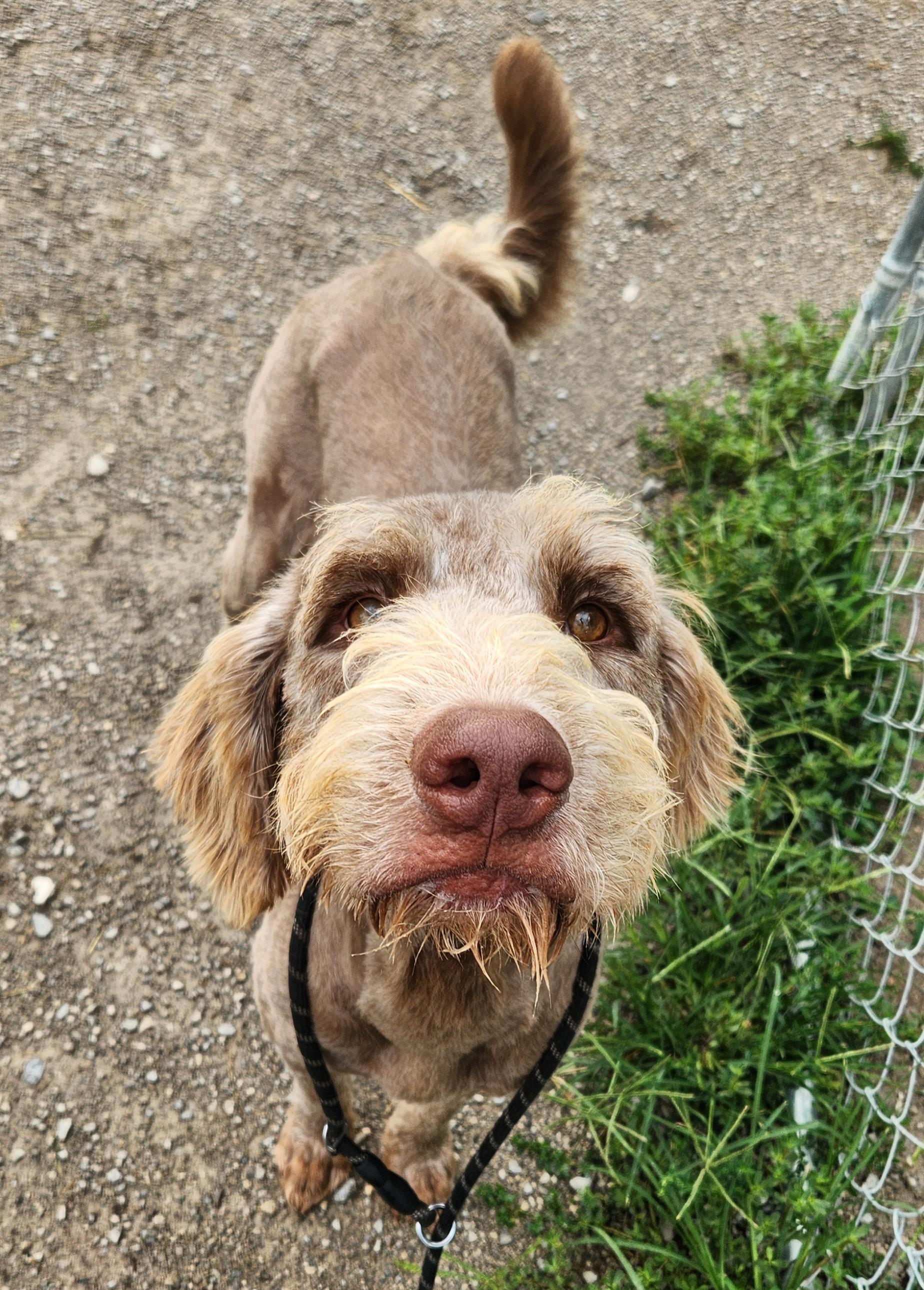 Lasso, an adoptable Goldendoodle in Berea, KY, 40403 | Photo Image 3