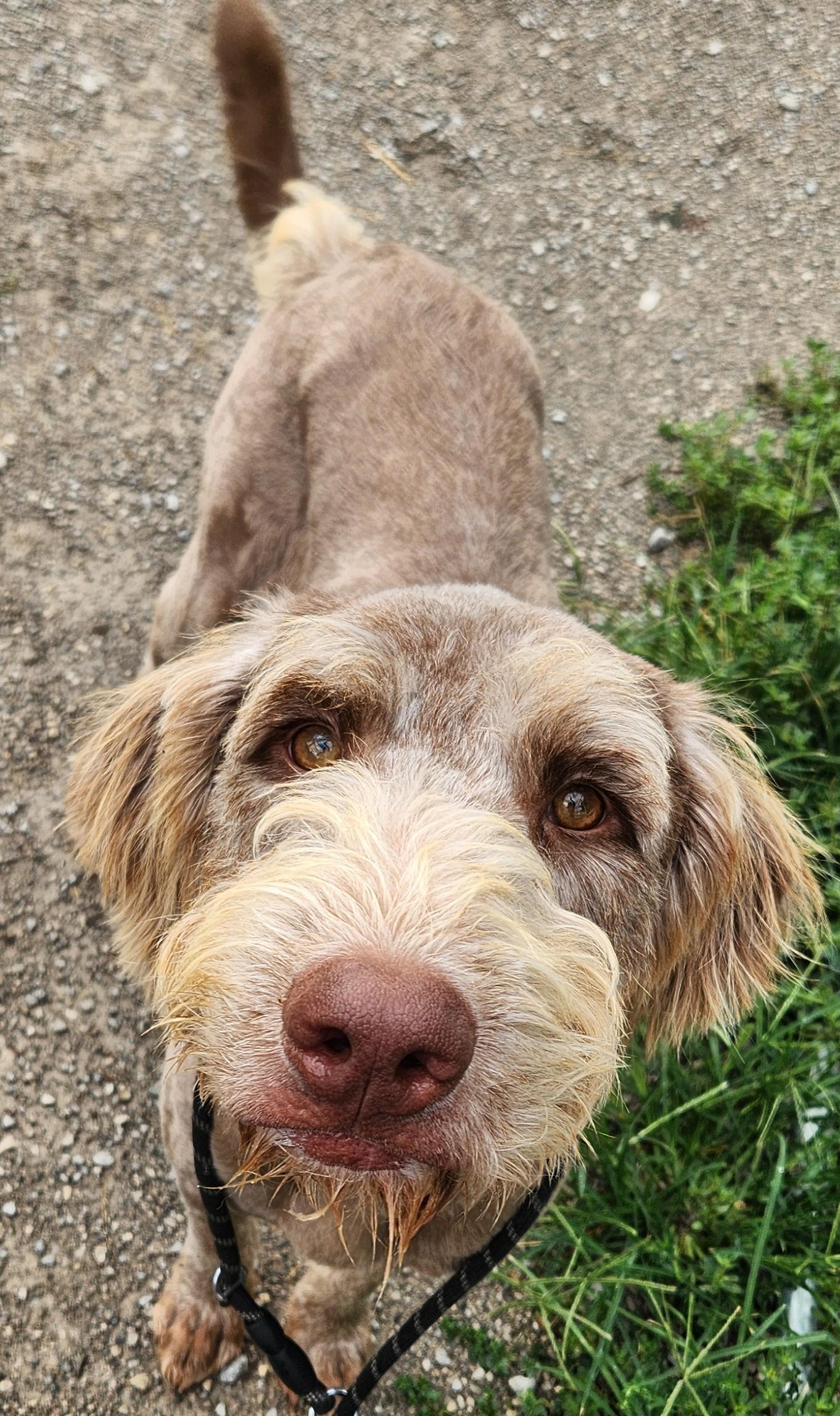 Lasso, an adoptable Goldendoodle in Berea, KY, 40403 | Photo Image 1
