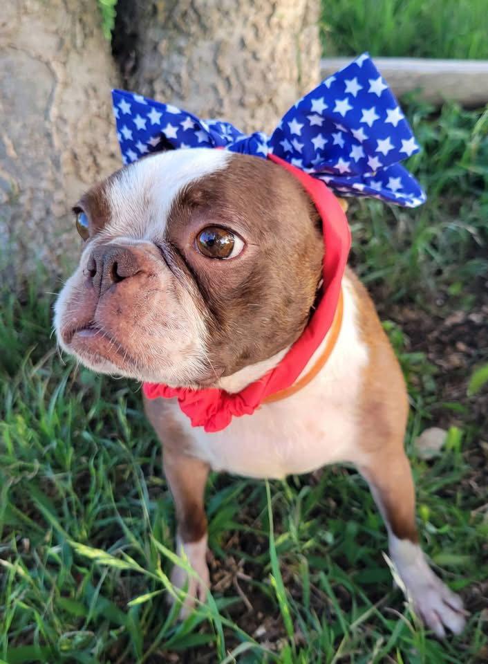 Abby, Adoptable, Young Female Boston Terrier.