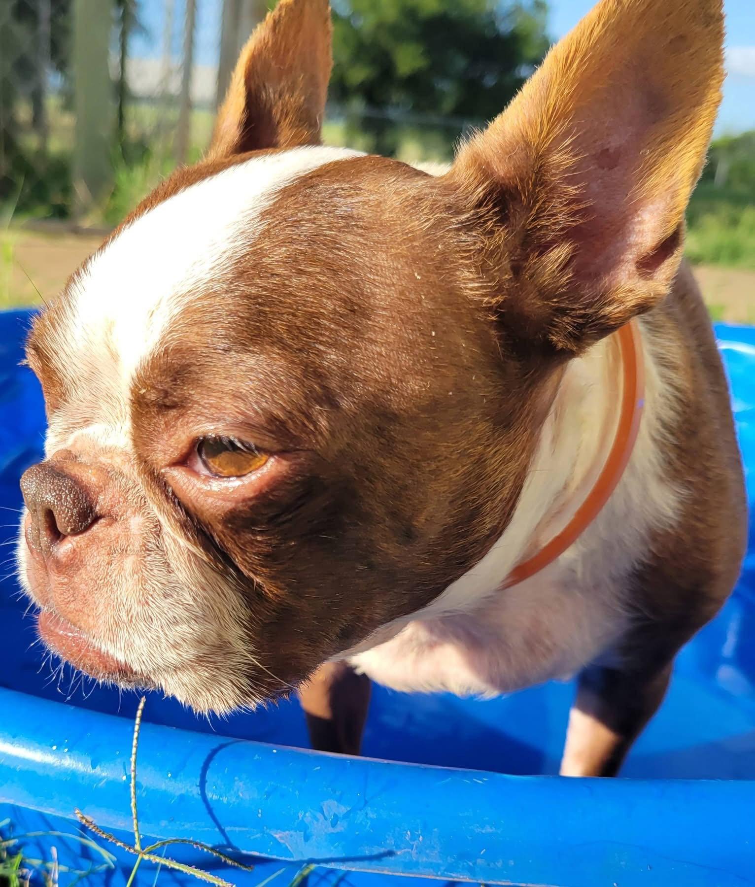Abby, a Adoptable Boston Terrier in Gainesville, TX image 2/3