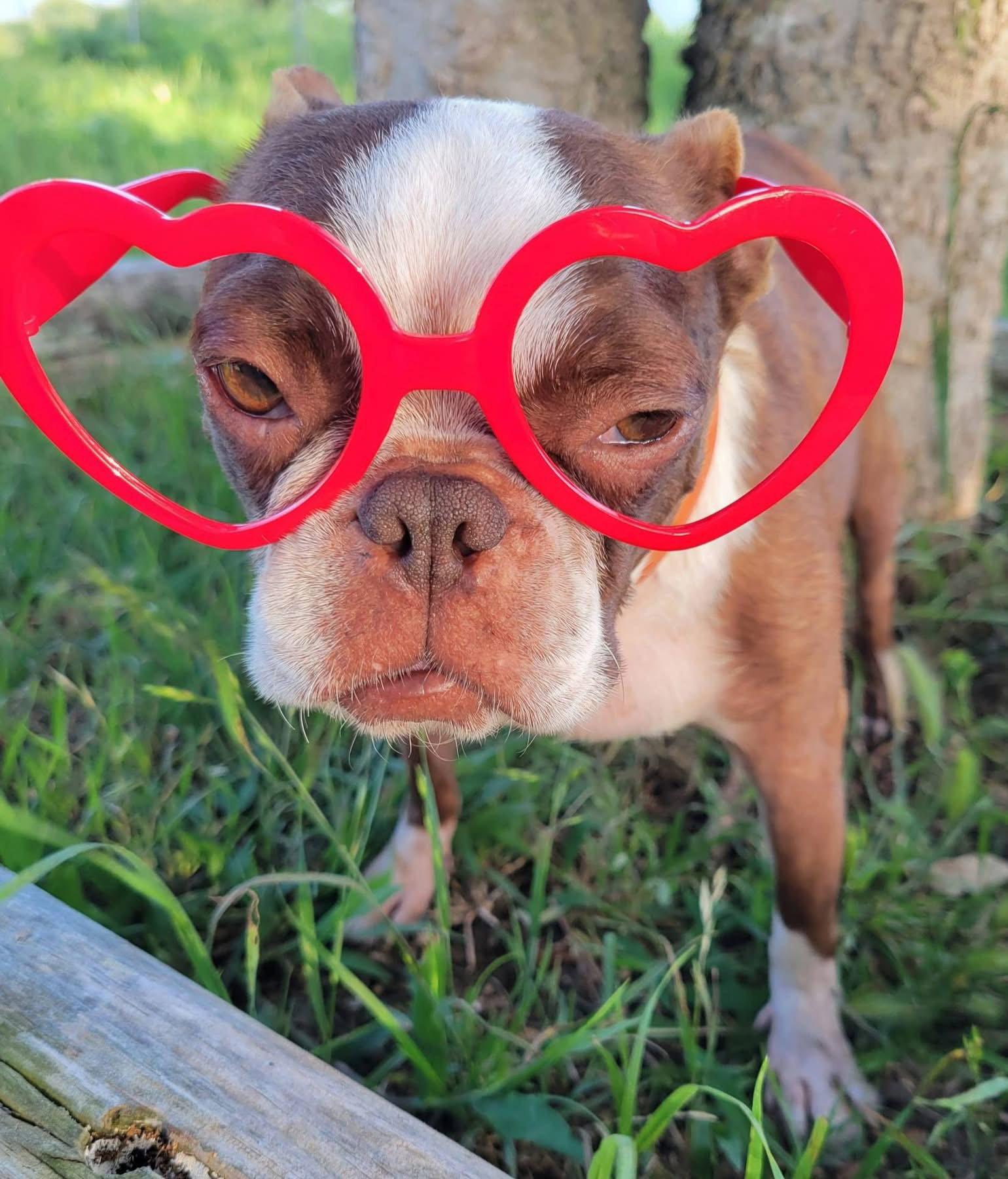 Abby, a Adoptable Boston Terrier in Gainesville, TX image 3/3