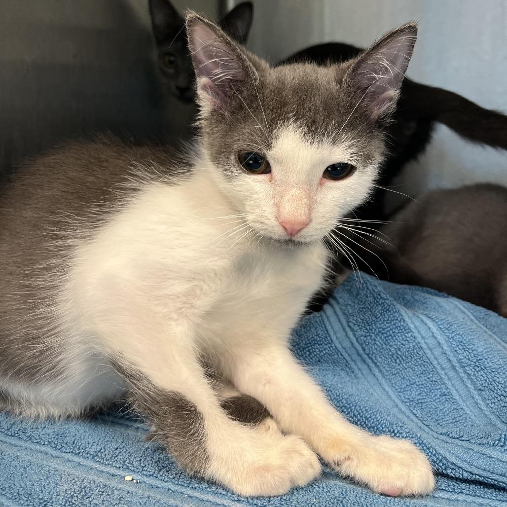 Clyde, Adoptable, Kitten Male Domestic Short Hair & Domestic Short Hair.