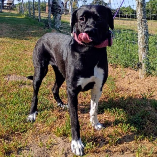 Enlarge Miley — A Blossoming Beauty Ready for Love, a Adoptable mixed breed in Rochester, NY image 4/6