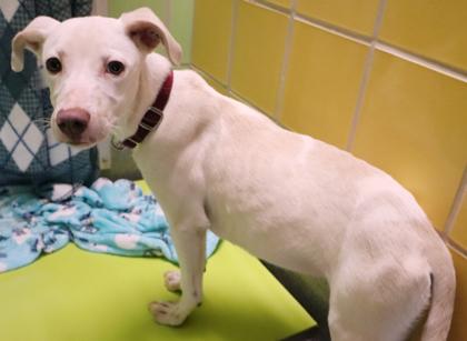 Nyla, Adoptable, Young Female Retriever & Mixed Breed.