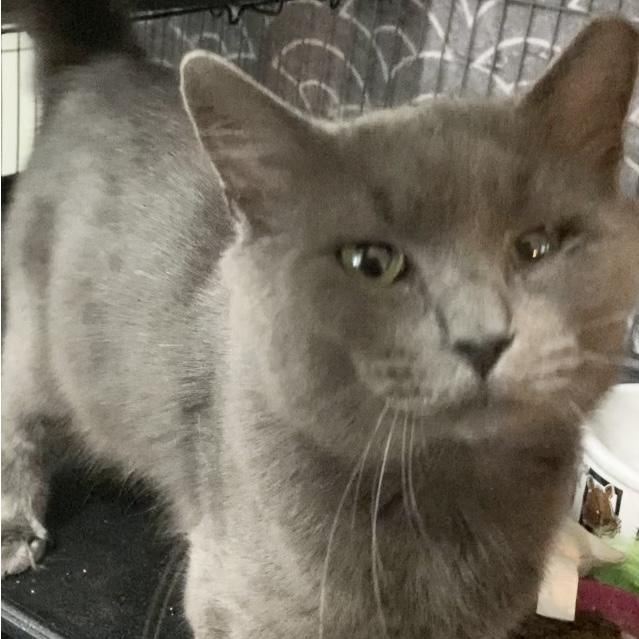 Enlarge NIKOLAI, a Adoptable Russian Blue in Charlotte, NC image 2/5