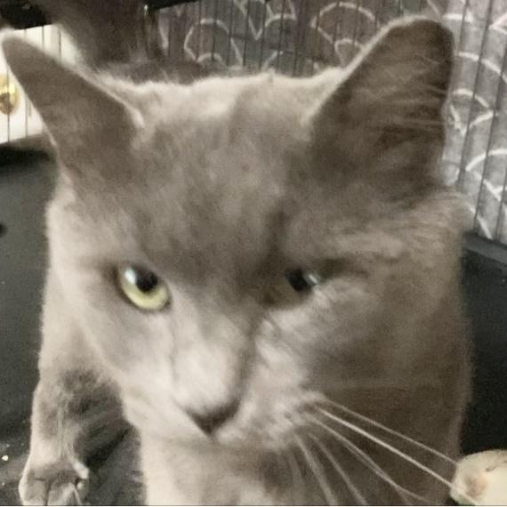 Enlarge NIKOLAI, a Adoptable Russian Blue in Charlotte, NC image 5/5