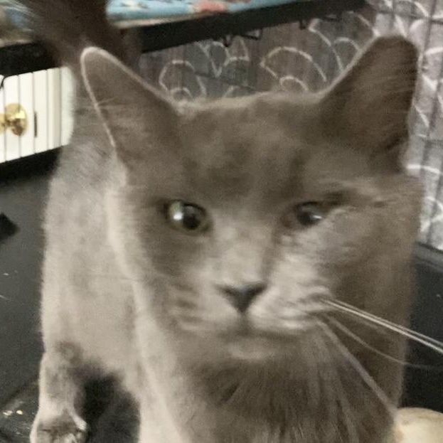 Enlarge NIKOLAI, a Adoptable Russian Blue in Charlotte, NC image 4/5