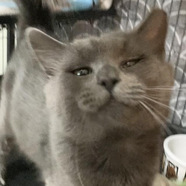 NIKOLAI, Adoptable, Young Male Russian Blue.