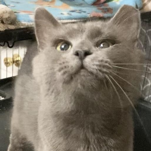 Enlarge NIKOLAI, a Adoptable Russian Blue in Charlotte, NC image 3/5