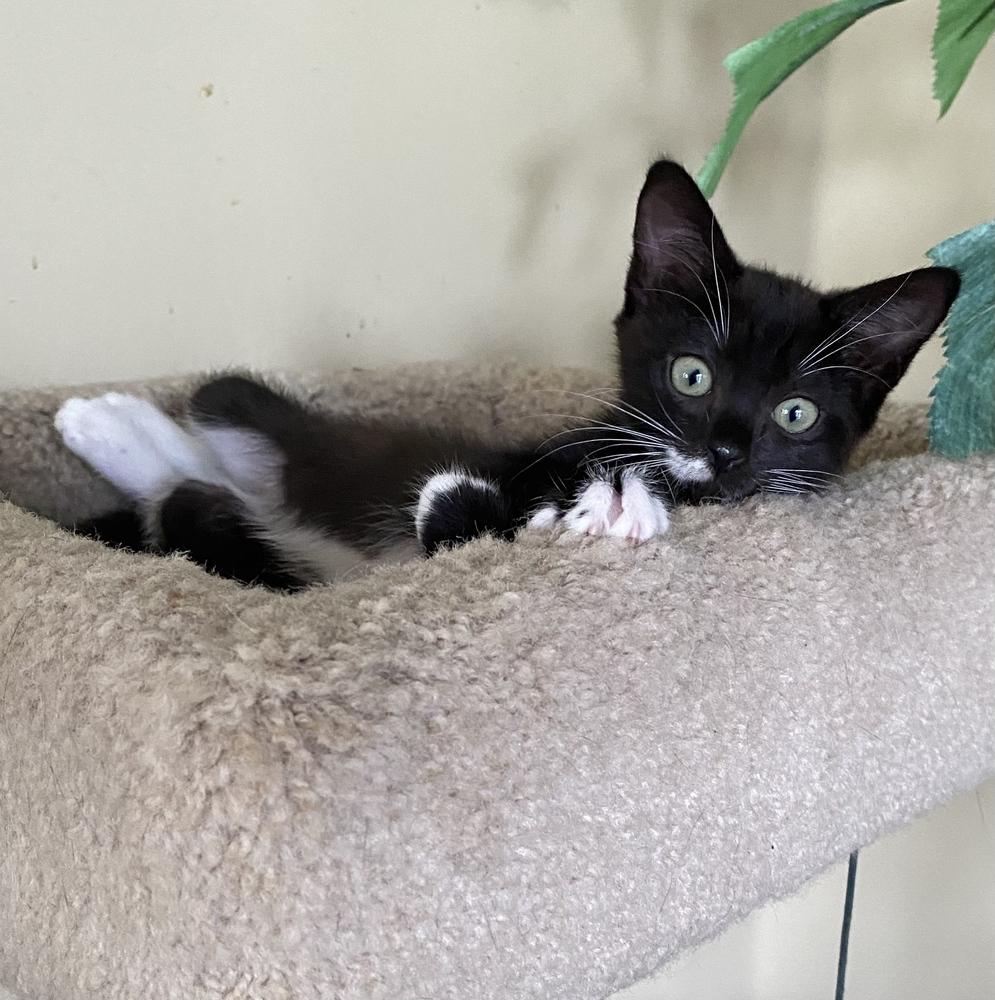 Enlarge Capri, a Adoptable Domestic Short Hair in Hudson, NH image 1/3