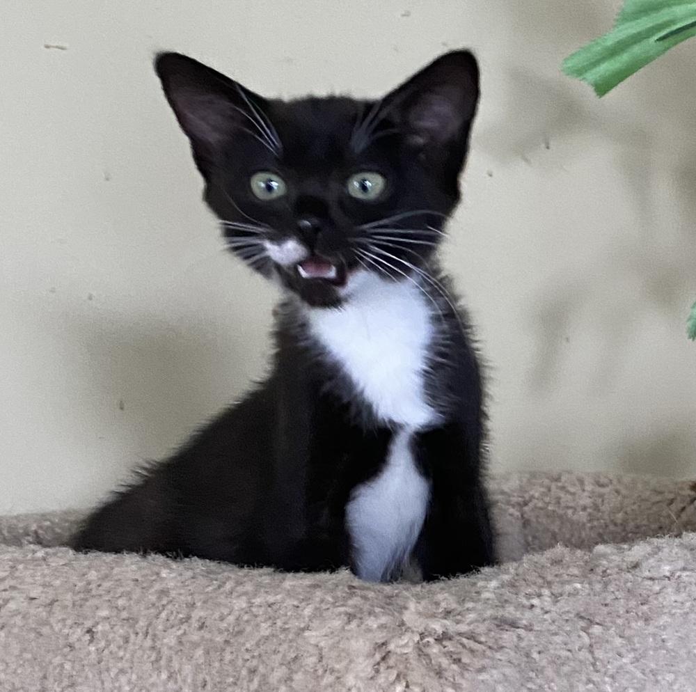 Enlarge Capri, a Adoptable Domestic Short Hair in Hudson, NH image 2/3