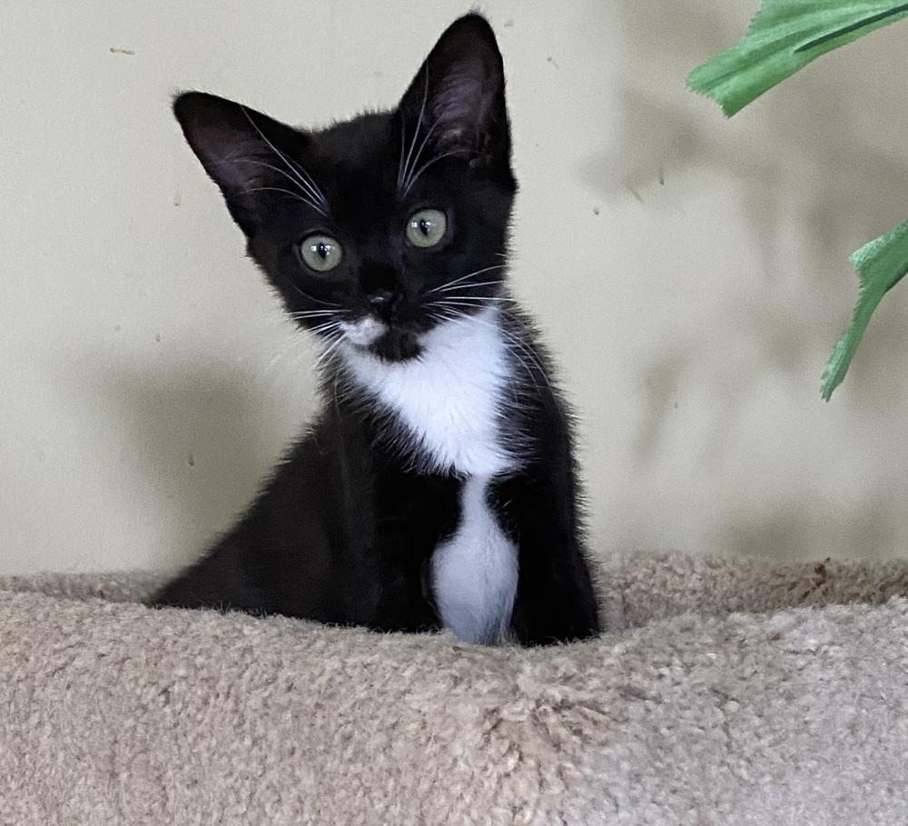 Enlarge Capri, a Adoptable Domestic Short Hair in Hudson, NH image 3/3