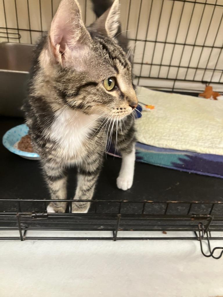 Marybeth, Adoptable, Young Female Domestic Short Hair.