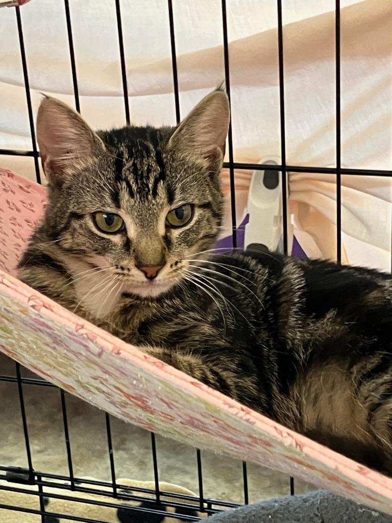 Enlarge Marybeth, a Adoptable mixed breed in Lunenburg, MA image 2/2