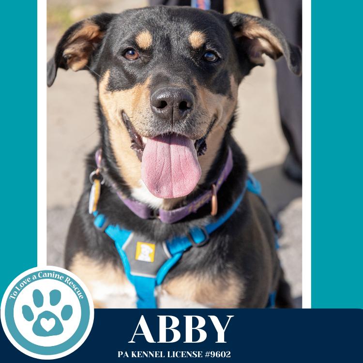 Abby (Mom to the Brindle Boos) 110423, Adoptable, Adult Female Labrador Retriever & Mixed Breed.