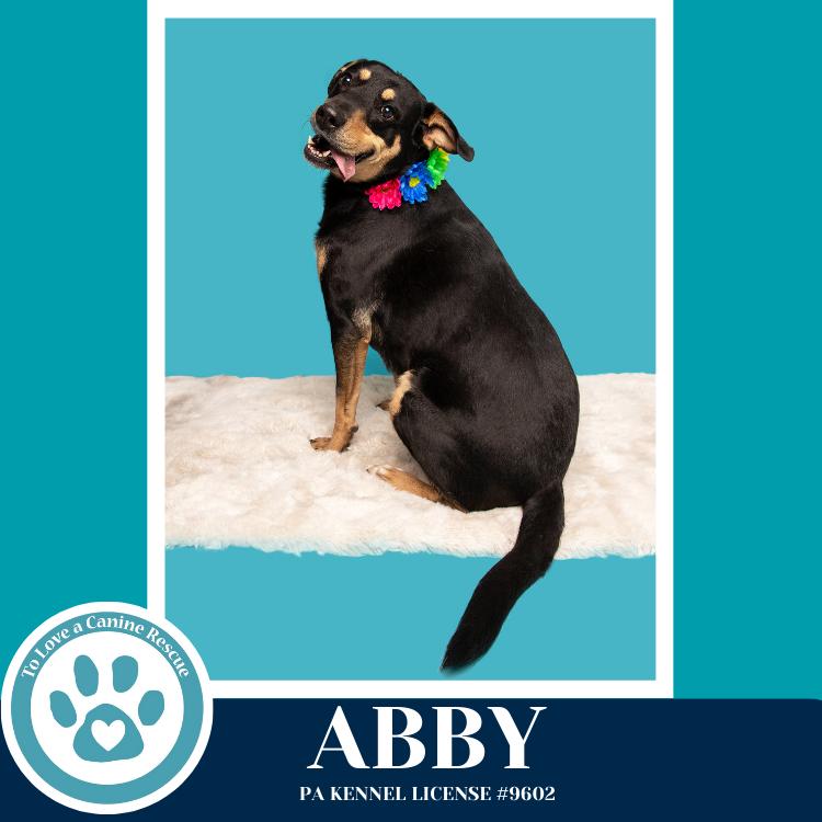 Enlarge Abby (Mom to the Brindle Boos) 110423, a Adoptable mixed breed in Kimberton, PA image 1/5