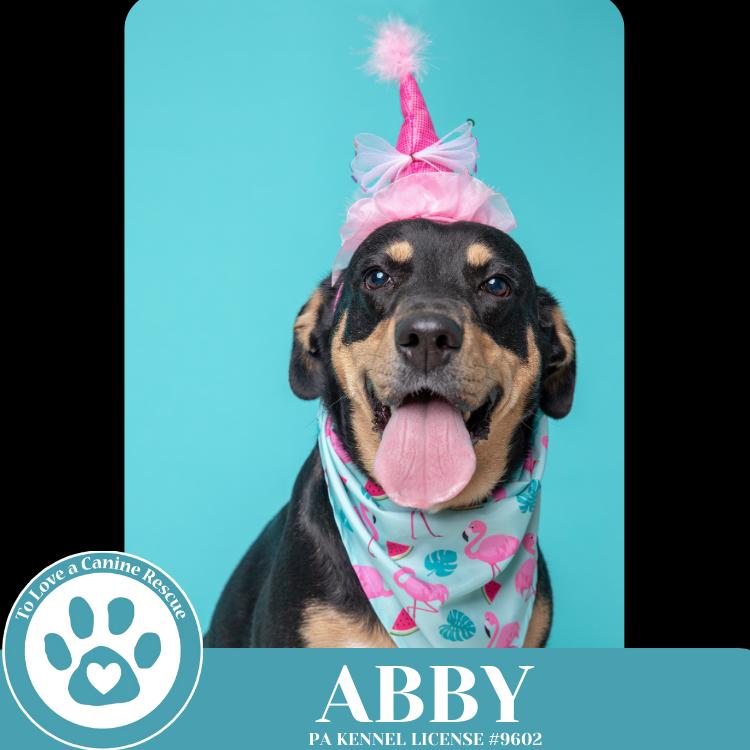 Abby (Mom to the Brindle Boos) 110423, Adoptable, Adult Female Labrador Retriever & Mixed Breed.