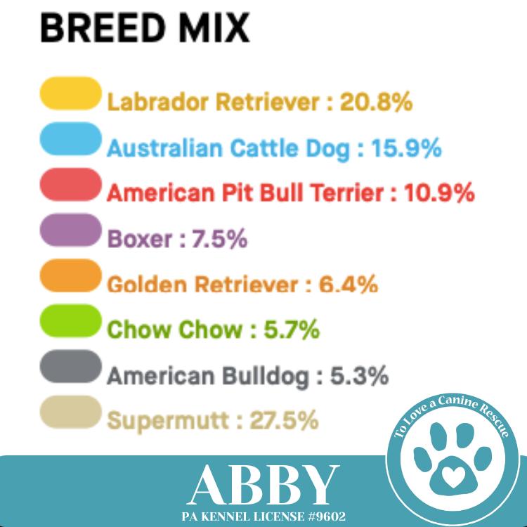 Abby (Mom to the Brindle Boos) 110423, a Adoptable mixed breed in Kimberton, PA image 2/6