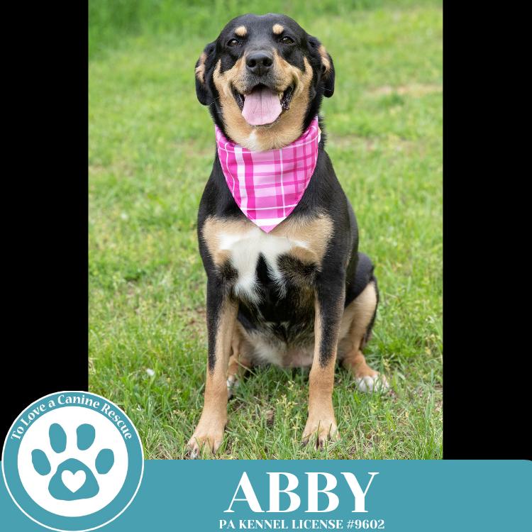 Abby (Mom to the Brindle Boos) 110423, a Adoptable mixed breed in Kimberton, PA image 3/6