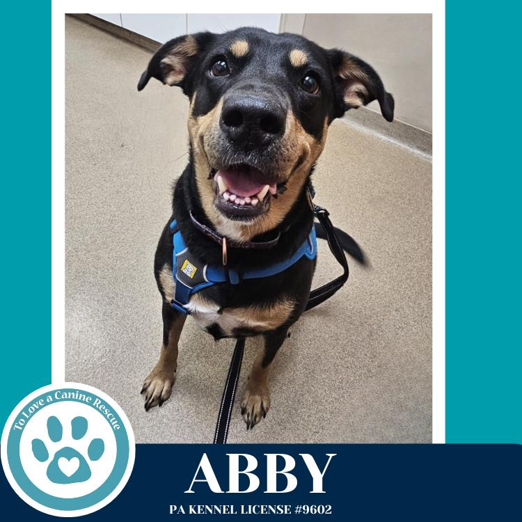 Enlarge Abby (Mom to the Brindle Boos) 110423, a Adoptable mixed breed in Kimberton, PA image 3/5