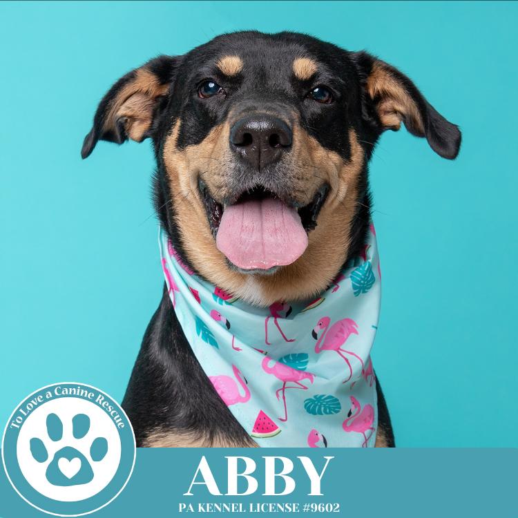 Abby (Mom to the Brindle Boos) 110423, a Adoptable mixed breed in Kimberton, PA image 4/6