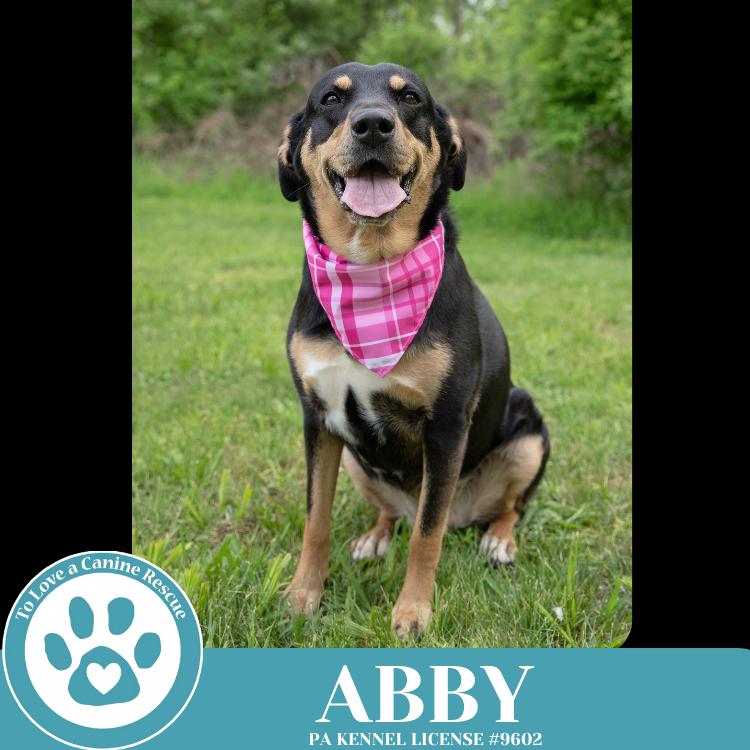 Abby (Mom to the Brindle Boos) 110423, a Adoptable mixed breed in Kimberton, PA image 5/6