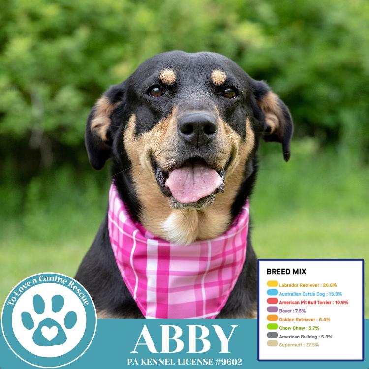 Abby (Mom to the Brindle Boos) 110423, a Adoptable mixed breed in Kimberton, PA image 6/6