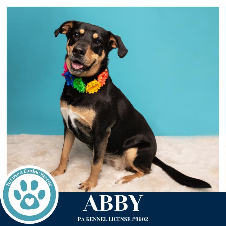 Enlarge Abby (Mom to the Brindle Boos) 110423, a Adoptable mixed breed in Kimberton, PA image 5/5