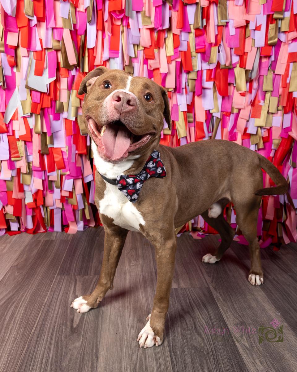 Enlarge Copper, a Adoptable mixed breed in Cleveland, OH image 1/6