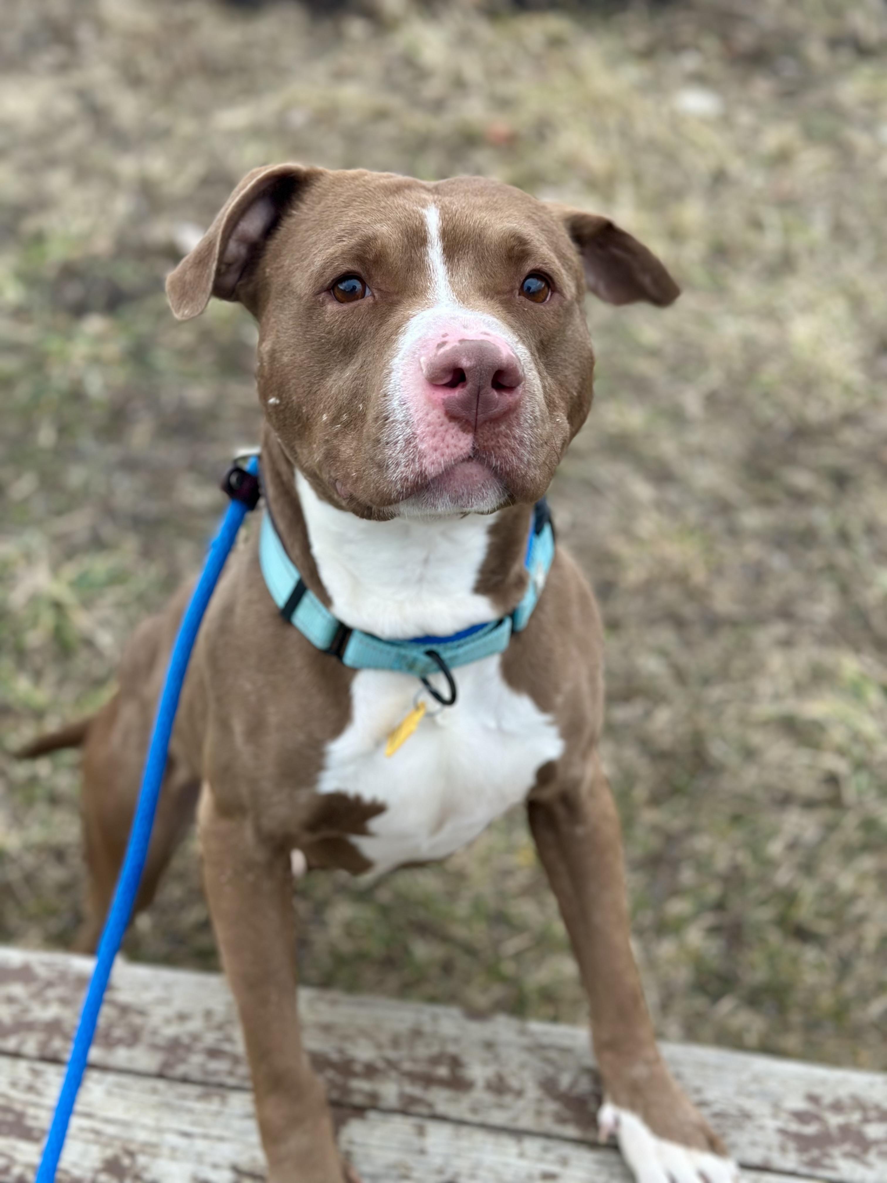 Enlarge Copper, a Adoptable mixed breed in Cleveland, OH image 5/6