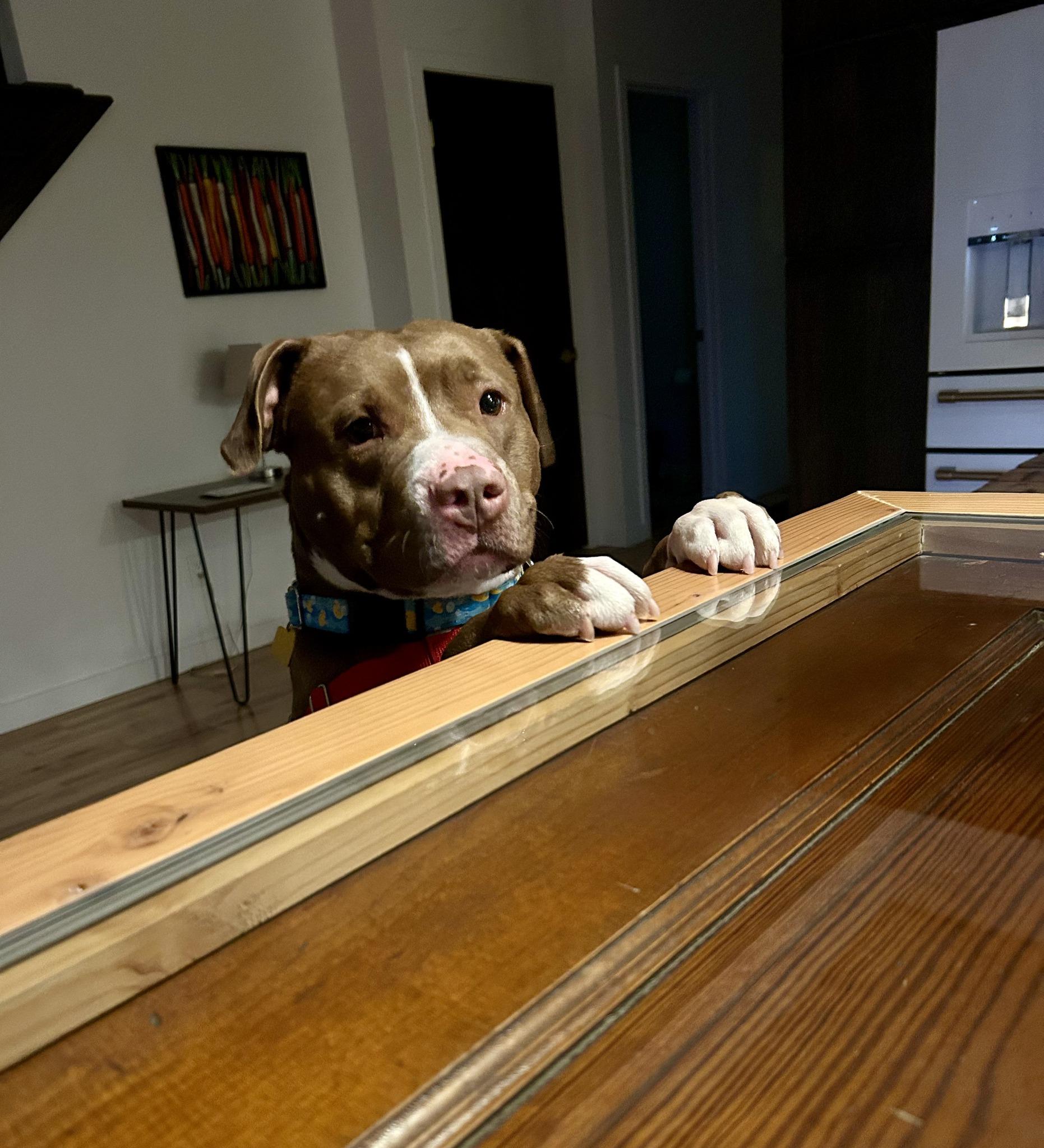 Enlarge Copper, a Adoptable mixed breed in Cleveland, OH image 5/6