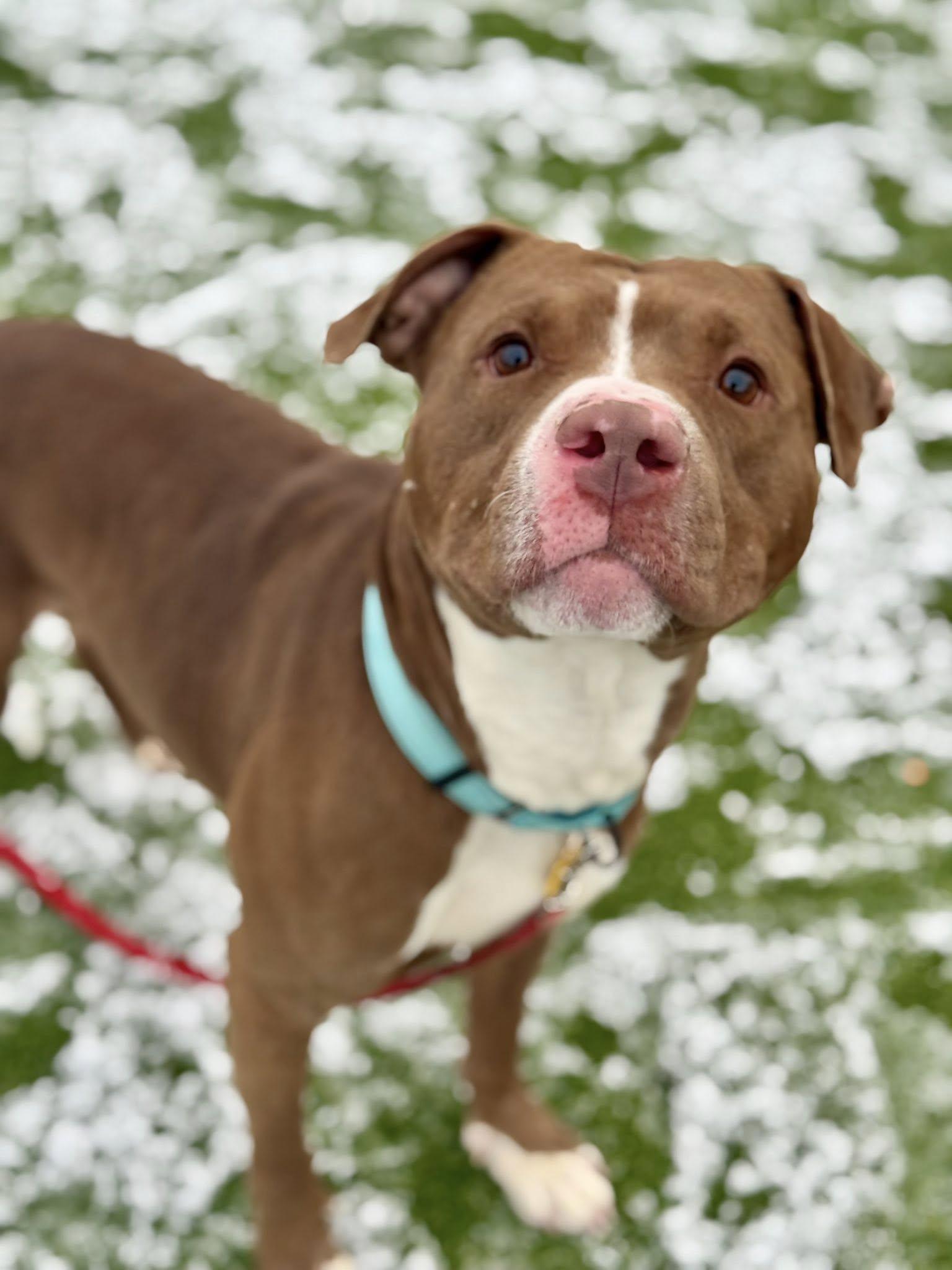 Enlarge Copper, a Adoptable mixed breed in Cleveland, OH image 3/6